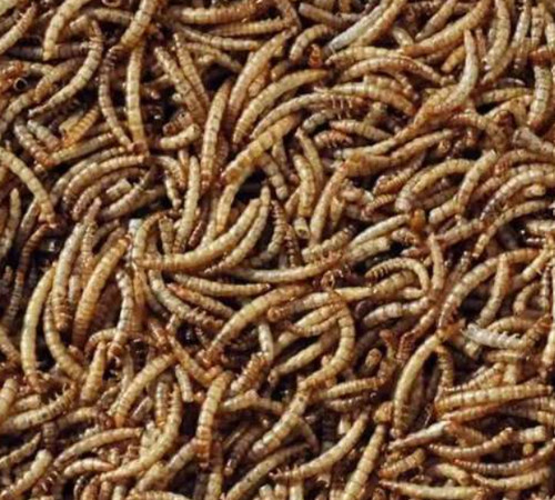 Dried mealworms protein rich - protein,