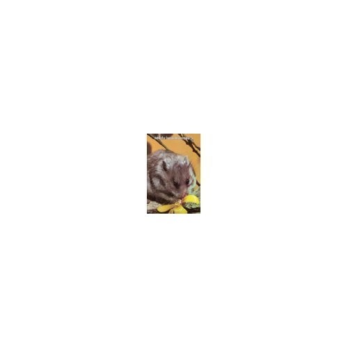 Teddy bear hamsters - bear,