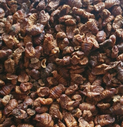 2kg dried silkworm pupae for - dried,