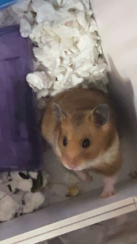 Photo hamster read - a, a