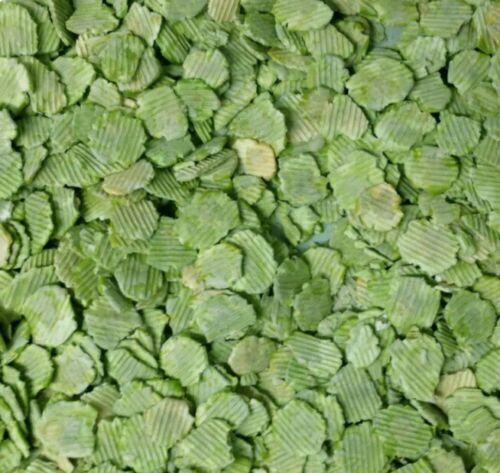 Micronized flaked peas dried - micronized,