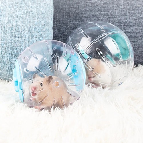 Small pet hamster - pet, exercise